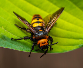 Giant scolia or spotted scolia, Mega scolia, Megascolia maculate L.
One of the species of wasps of the genus Scolia. Included in the list of endangered insect species.
