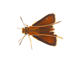 Lulworth skipper butterfly isolated on white background, Thymelicus acteon