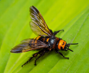 Giant scolia or spotted scolia, Mega scolia, Megascolia maculate L.
One of the species of wasps of the genus Scolia. Included in the list of endangered insect species.
