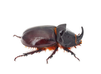 European rhinoceros beetle isolated on white background, Oryctes nasicornis male