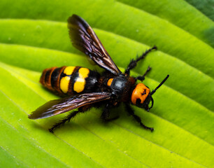 Giant scolia or spotted scolia, Mega scolia, Megascolia maculate L.
One of the species of wasps of the genus Scolia. Included in the list of endangered insect species.
