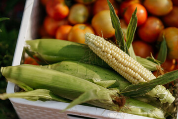 A close-up of a box of vegetables (corn and tomatoes) in the warm glow of the sunset. Garden, vegetable, gardening. Picked Fresh Vegetables Just From The Garden