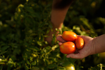 A close-up of a senior  woman farmer's hand picking a ripe tomato. Garden, vegetable, gardening. Picked Fresh Vegetables Just From The Garden