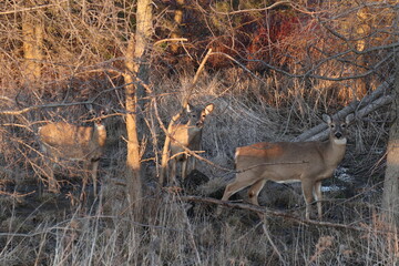 deer in the woods