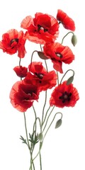 White Poppies Bouquet. Beautiful Red Poppy Flowers in Close-up Bloom