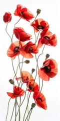 White Poppies. Closeup of Red Floral Bouquet on White Background