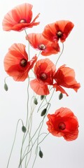 White Poppies. Beautiful Red Poppy Blossom Bouquet on White Background