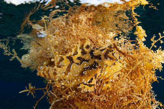 A well-camouflaged Sargassum fish, Histrio histrio, blends in with floating algae in the tropical Pacific Ocean. This frogfish spends most of its life drifting across the sea in sargassum.