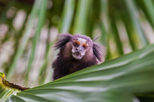 Sagui