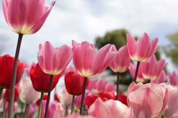 Beautiful tulip flower garden. The Expo 70 Commemorative Park, Osaka, Japan