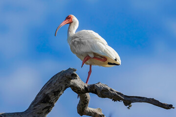 Un pájaro blanco con un pico rojo está en el agua. ibis blanco