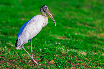 ave de los esteros del ibera tuyuyu