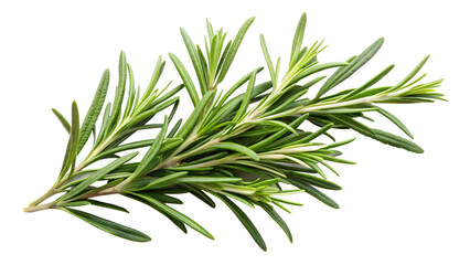 rosemary photo from above on isolated background