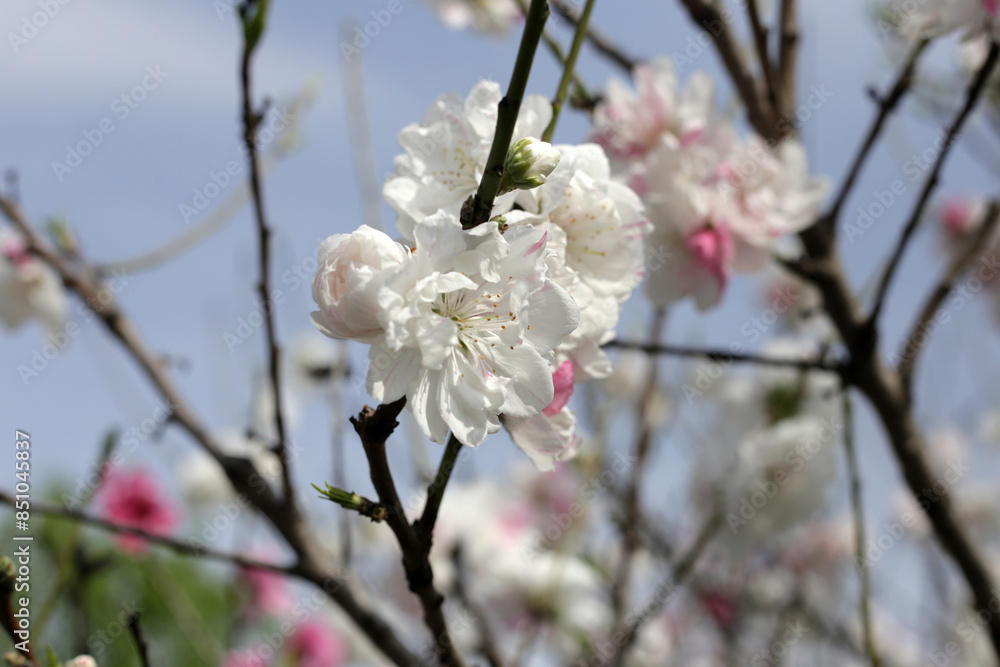 Canvas Prints Beautiful sakura flowers, Japan cherry blossom