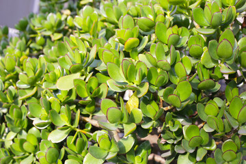 Crassula ovata succulent plant (Jade plant)