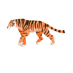 tiger on white