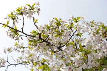 Branches of sakura flowers, cherry blossom