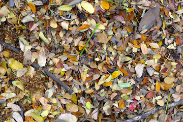 Brown dried leaves of rain tree. Dried leaves for composting
