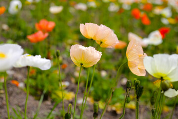 Beautiful poppy flower garden. The Expo 70 Commemorative Park, Osaka, Japan