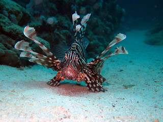 Lionfish Prowling the Ocean Bed