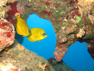 Obraz premium Butterflyfish Duo by Coral Window