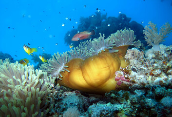 Coral Reef Ecosystem Teeming with Life with Anemone fish