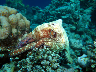 Octopus Camouflage Among Coral Reefs