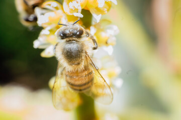 Bee