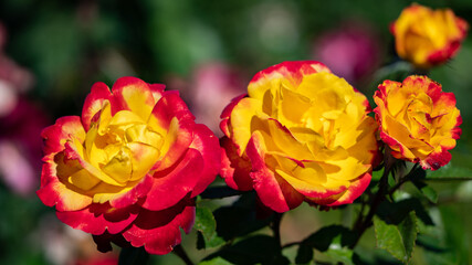 RED YELLOW ROSES