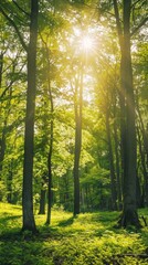 Sunlit Forest Landscape