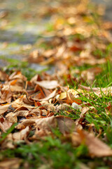 Autumn leaves on the ground, symbolizing the passage of time, decay, renewal, and the beauty of change.
