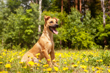 A cheerful, funny mixed breed puppy, red in color.