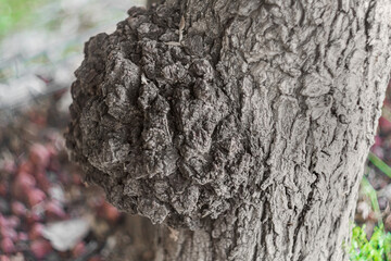 A large burl of wood grown on trunk of a hardwood tree. Growths, anomalous phenomena and diseases...