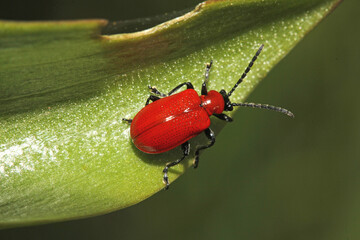 Lilioceris lilii: piccolo crisomelide rosso lacca parassita dei gigli