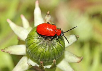 Lilioceris lilii: piccolo crisomelide rosso lacca parassita dei gigli