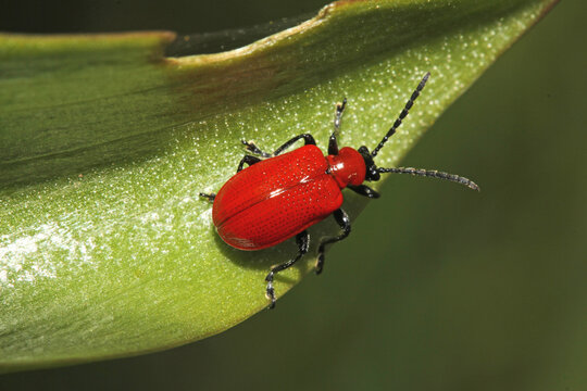 Lilioceris lilii: piccolo crisomelide rosso lacca parassita dei gigli