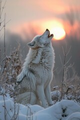 Howling Wolf: A shot of a wolf in winter forest howling at dusk, capturing its wild nature and the atmospheric background.