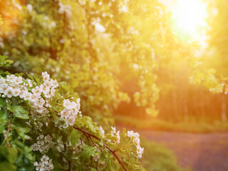 A beautiful white flower bush with a bright sun shining on it. The sun is casting a warm glow on the flowers, making them look even more vibrant and alive. The scene is peaceful and serene. City park