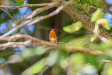 Petirrojo Europeo posado en una rama