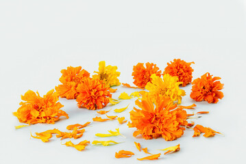 Marigold flowers on a white background. Composition for the Day of the Dead and Indian holidays, Mockup card. copy space