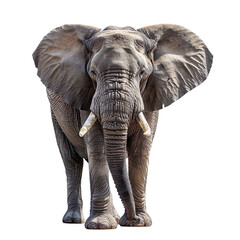 Obraz premium View from front of grey elephant isolated on white background, transparent background