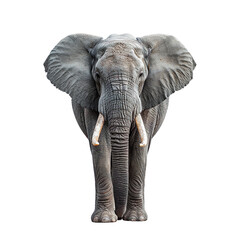 Obraz premium View from front of grey elephant isolated on white background, transparent background