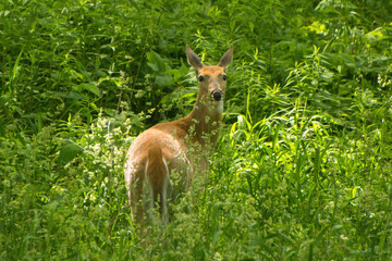 Bright, Summer day view of a White-tailed Deer gazing at the camera from a lush green undergrowth in a Northern Illinois forest.