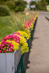 Dobele Bridge Flowerbeds with pink and yellow flowers