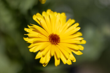 Yellow Daisy Close-up