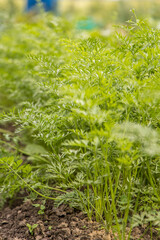 Carrots growing on garden beds in vegetable garden in summer day. Carrot plants growing in a home vegetable garden. Vegetable green bed.