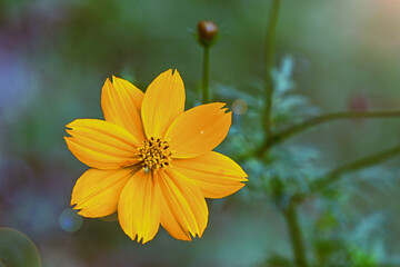 yellow flower in the garden