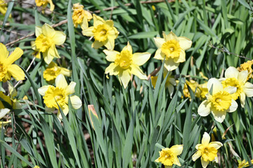 Obraz premium Daffodils in the Spring