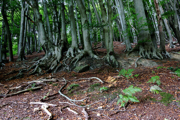 Row of gnarled trees in the forest