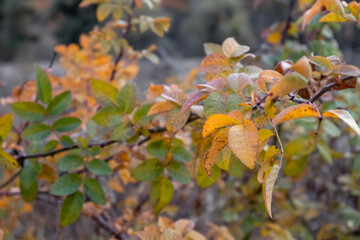 Autumn colorful yellow leaves on prickly shrub branches close-up